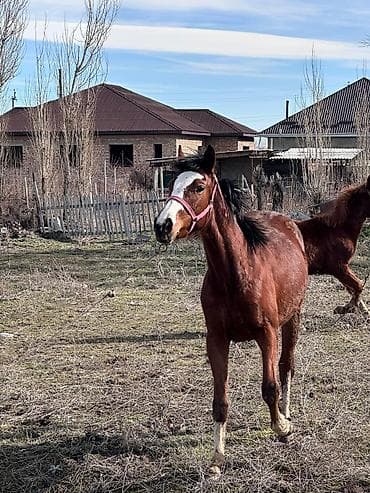 конный: Продаю | Кобыла (самка) | Конный спорт — 2