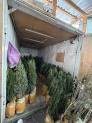 самшит декоративный кустарник: Көчөттөр дарактардын: Арчалар — 16