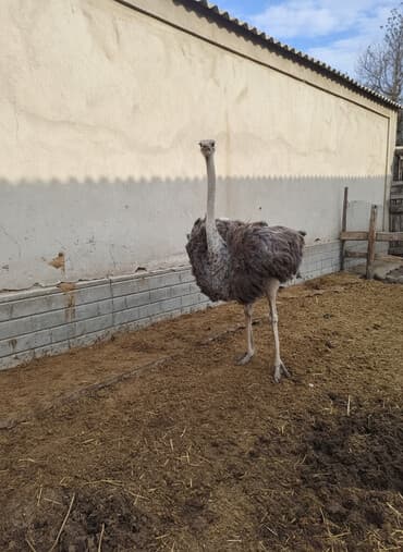 Африканский страус (вероятно самка) для частного подворья/страусиной