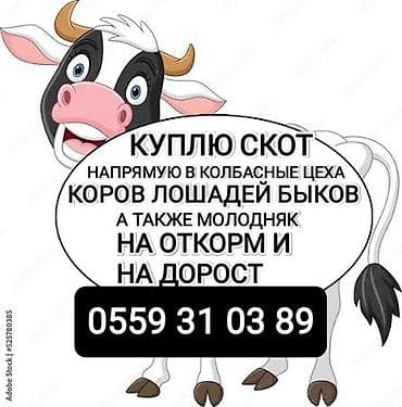Колбасный цех : Коровы, быки, | На откорм