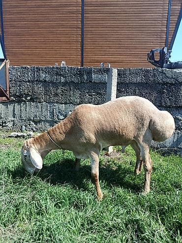 норвежский лес: Продаю | Баран (самец) | Арашан | Для разведения | Осеменитель — 2