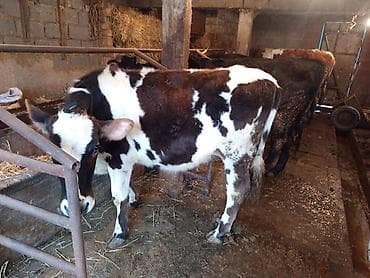 романовский бараны: Продаю | Тёлка | Полукровка | На откорм | Искусственник — 3