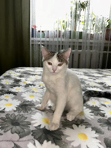 чёрная кошка: Котёнок домашний, короткошёрстный. Окрас: преимущественно белый с — 1