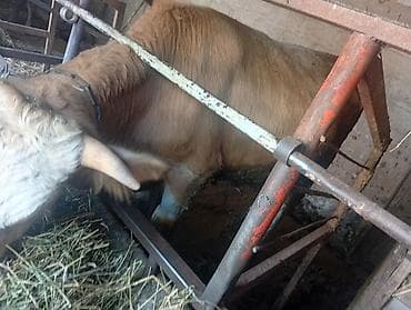 Продаю | Бык (самец) | На откорм | Привязанные at lalafo.kg Продаю | Бык (самец) | На откорм | Привязанные