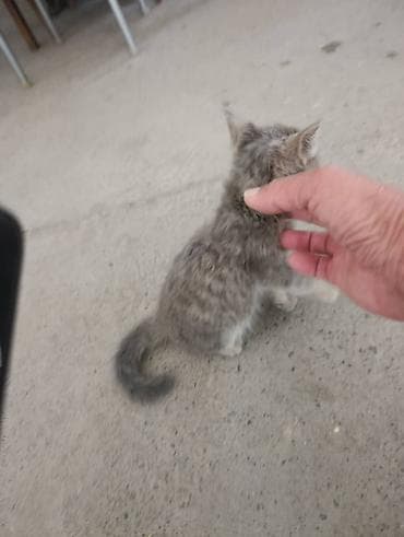 Үй жаныбарлары: Отдаётся котёнок: мальчик, около 1 месяца. Нашли на улице. Быстро — 2