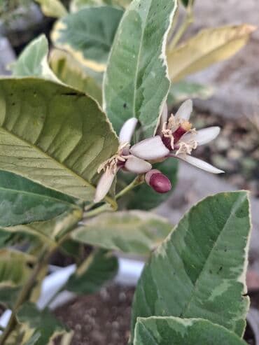 веник с совком цена бишкек: Лимон,Пинк Эврика"" — 2