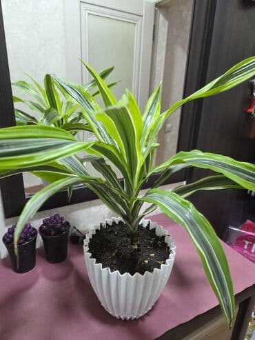 вьющие розы: Подарочные горшечные растения — примула акаулис (Primula acaulis) с — 8