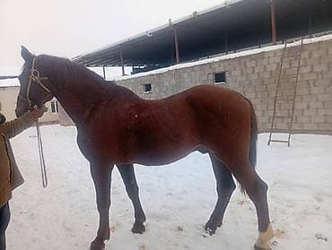 дробилка для зерна бу: Продаю | Конь (самец) | Для разведения, Конный спорт | Племенные — 8