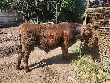 Продаю | Бык (самец) | Швицкая | Для разведения | Племенные