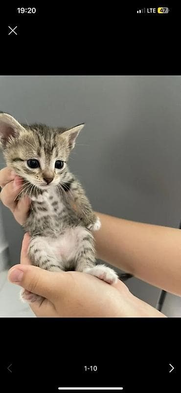 Беспородная, 2 месяца, Мальчик, Приучена к лотку