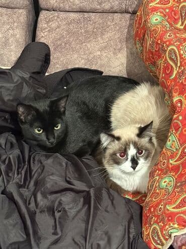 Услуги ветеринара: Отдадим кошек в добрые руки, обе девочки — 1