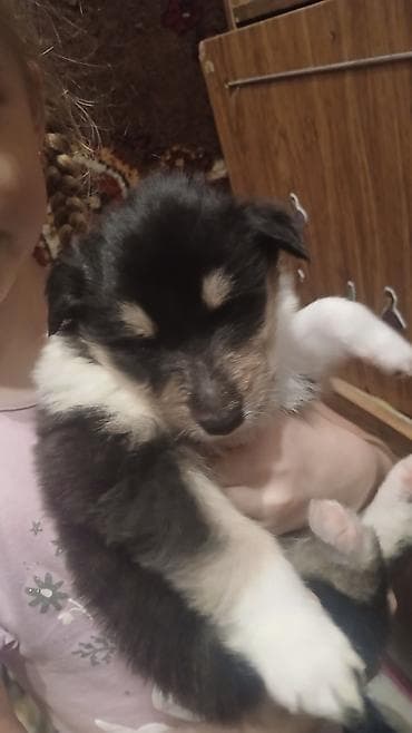 гончий собака: Колли, 1 месяц, Самец, С прививкой — 2