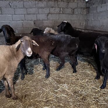 Аквариумдар: Сатам | Ургаачы кой (ургаачы) | Союуга, Көбөйтүү үчүн | Бычылган, Ургаачы, Токту — 6