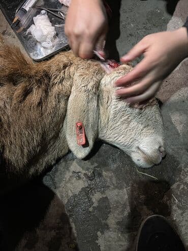 с переездом: Ветеринардык врач …! Ветеринарный врач …! Узи🐄🐎🐑🐐🐕🐈 Бодо малга — 3