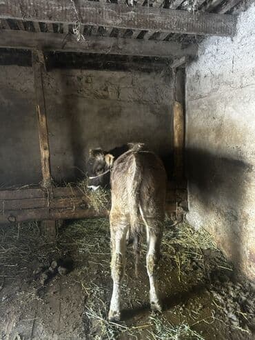 бычки кант: Продаю | Музоо, торпок | Полукровка, Швицкая | На откорм | Привязанные — 2