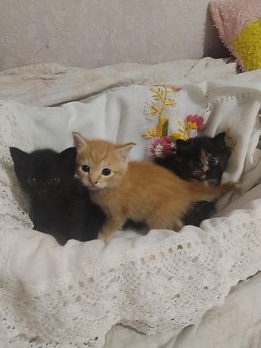 Продажа кошек: Котята домашние, короткошёрстные. Помёт из трёх малышей: - чёрный — — 4