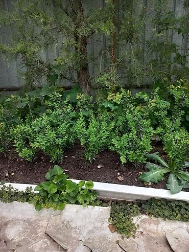 садовое: Самшит (Buxus sempervirens) — саженцы и сформированные кусты для живых — 4