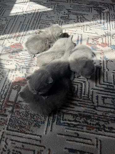 бишкек кошка: Шотландские вислоухие котята (Scottish Fold), окрас голубой (blue). - — 6