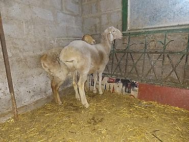 для овец: Продаю | Овца (самка) | На забой, Для разведения | Ярка — 7