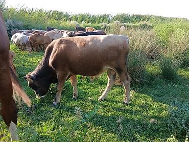 кор: Продаю | Бык (самец) | Алатауская, Аулиекольская | На откорм — 4