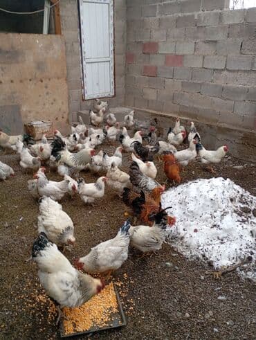 купить бычков оптом: Продаю | Куры | Домашняя | Для разведения — 8
