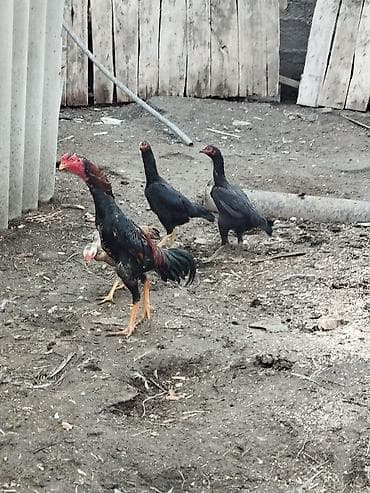 А/ч жаныбарлары үчүн тоюттар: Сатам | Тооктор | Тебиштирүүчү | Көбөйтүү үчүн — 5