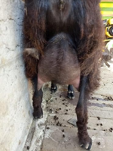 Продаю | Коза (самка) | Для молока | Племенные