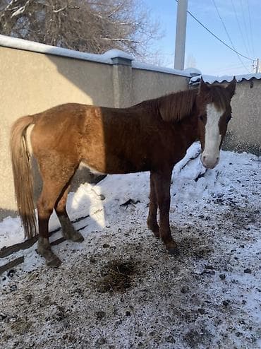 лошадь лошадь: Продаю | Конь (самец) | Полукровка | Рабочий — 5