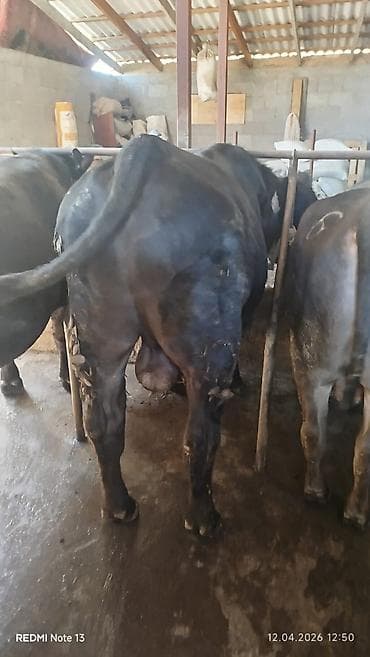 бутка для собаки: Продаю | Бык (самец) | На откорм | Племенные — 3