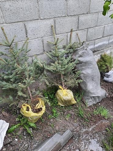 новогоднее: Саженцы ели - Тип: хвойные саженцы с закрытой корневой системой (ком — 1