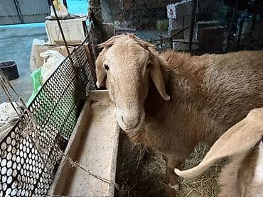 лиман браун: Продаю | Баран (самец) | Для разведения | Осеменитель — 4