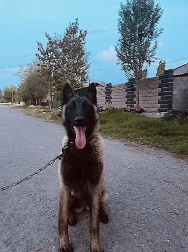 алабай собаки: Порода: бельгийская овчарка (малинуа) Описание: - Энергичная — 3