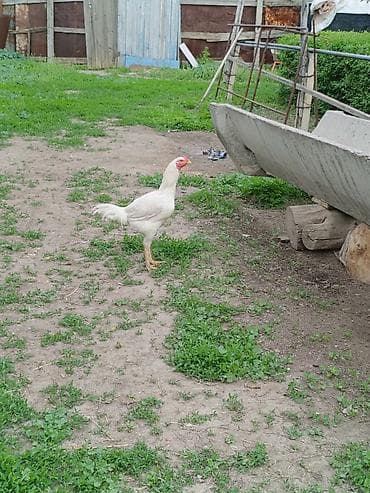 шамо: Продаю | Куры | Бойцовая, Дакан | Для разведения, Для боев — 10