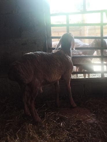 ат полша: Продаю | Баран (самец) | Для разведения | Племенные — 3