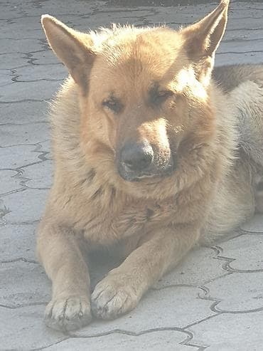 овчарка самка: Немецкая овчарка, 5 лет, Самец, С родословной — 1