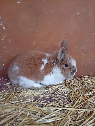 собака девочка: Кролик самец львиное голова с окрасом, сочетающим белый и — 5