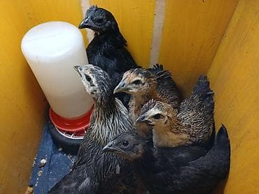 куры таджон: Продаю | Цыплята | Для разведения — 1