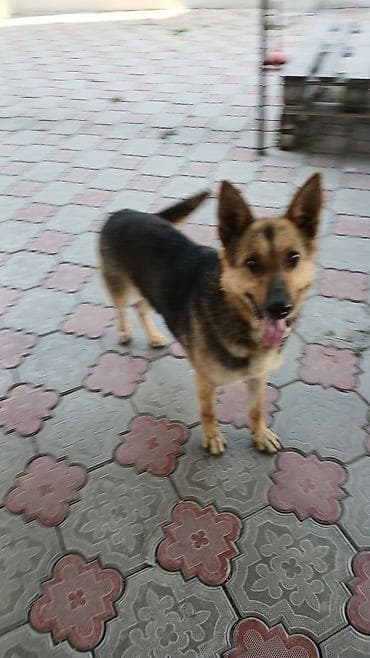 собаки доберман: Немецкая овчарка (окрас чепрачный, черно-рыжий). - Универсальный — 2