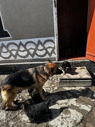 Отдам даром собаку: Немецкая овчарка, классический черно‑рыжий окрас. Плотный подшерсток — 9