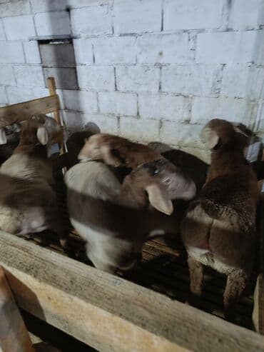 грызуны домашние: Продаю | Баран (самец) — 1