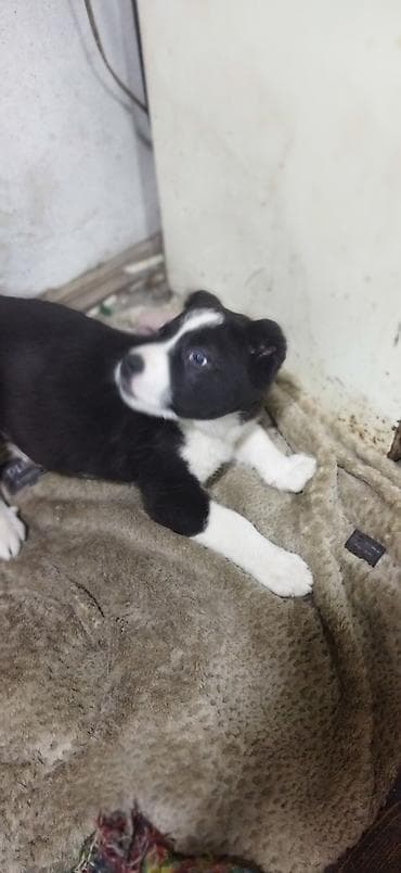 Үй жаныбарлары үчүн товарлар: Щенок, черно-белая окраска, вероятно метис средних пород. - Возраст — 4