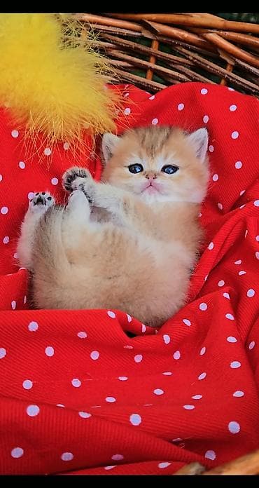 порода кошек вислоухая: Шотландские котята от красивой пары. Scottish fold и straight — 4