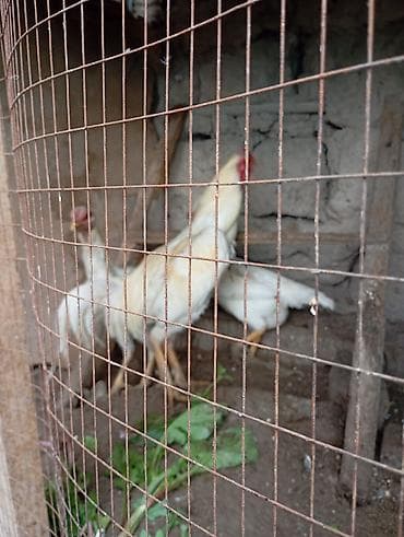 Продам семейства им по 2 года. петух спарингов не видел вес не знаю — 4