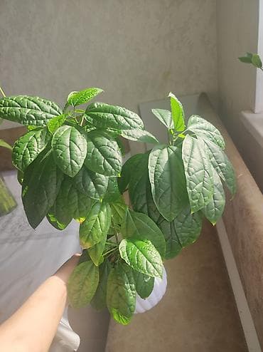 комнатные цветы фикус: Г.Ош 1.Комнатные растение Клерадендрум 200с 2.Кактус Опунция 100с — 1