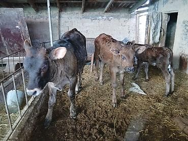 Продаю | Тёлка | На откорм at lalafo.kg Продаю | Тёлка | На откорм