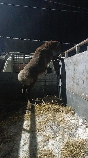 Үй жаныбарлары үчүн товарлар: Сатам | Кочкор (эркек) | Көбөйтүү үчүн — 1