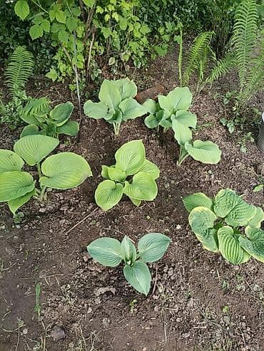 купить цветы петунии: Хоста декоративная очень много хосты кусты и по одной розетке цены — 9