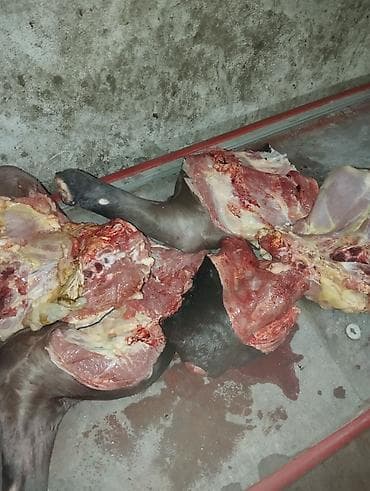 машинка для стрижки собак: Мясо говядина для собак свежее, Замороженное Без запаха В пакетах — 3