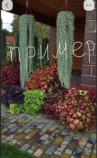колеусы: 🍀Продам черенки колеусов свежим срезом по 150 сом. Корни дают очень — 1