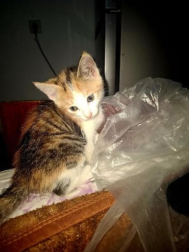 кошка мышык: Ищем новый любчщий дом для котят.Котята, домашние, игривые.кушают все — 2
